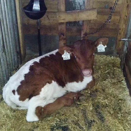 Lejlighed Hinterleiten Wagrain