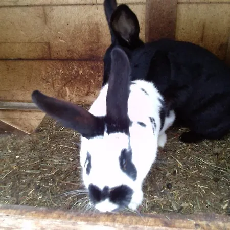 Hinterleiten Appartamento Wagrain